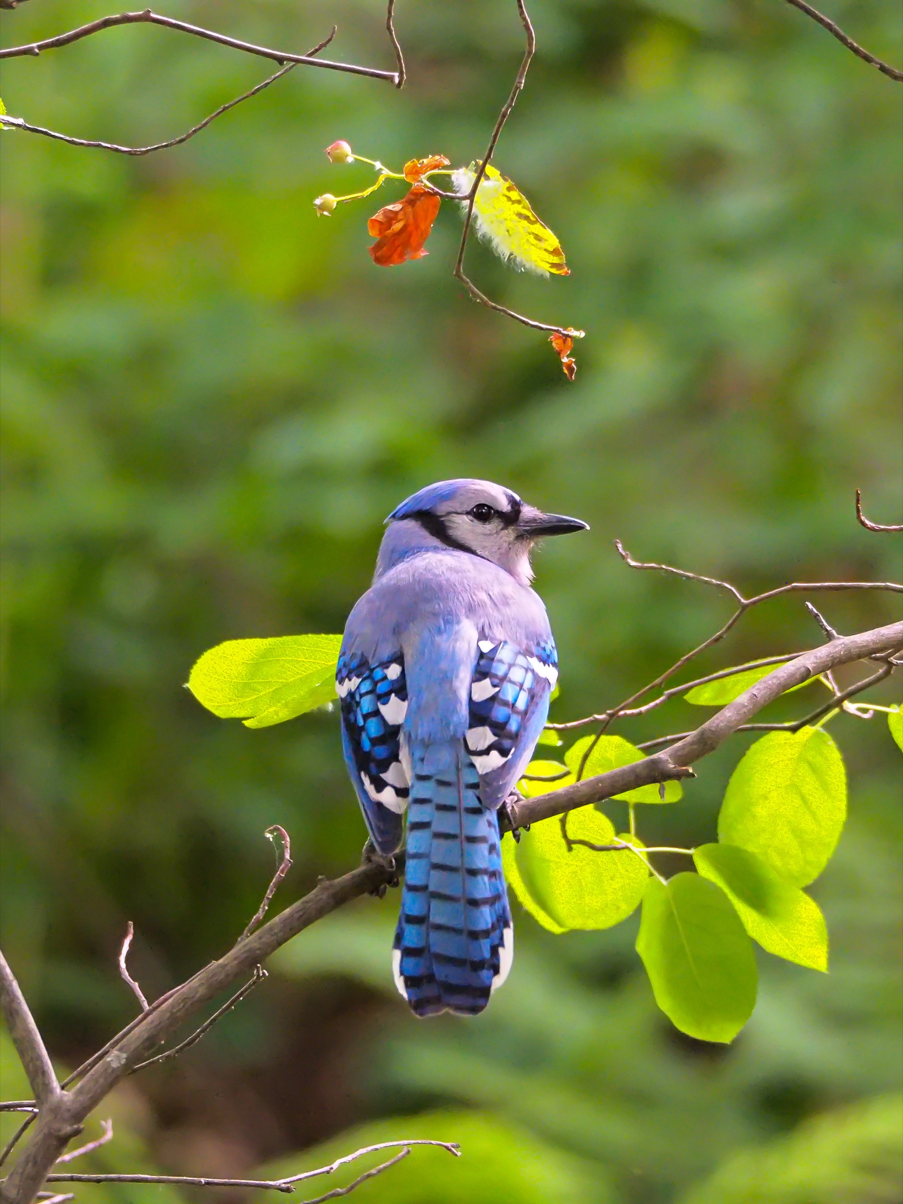 Blue Jay perched on a branch