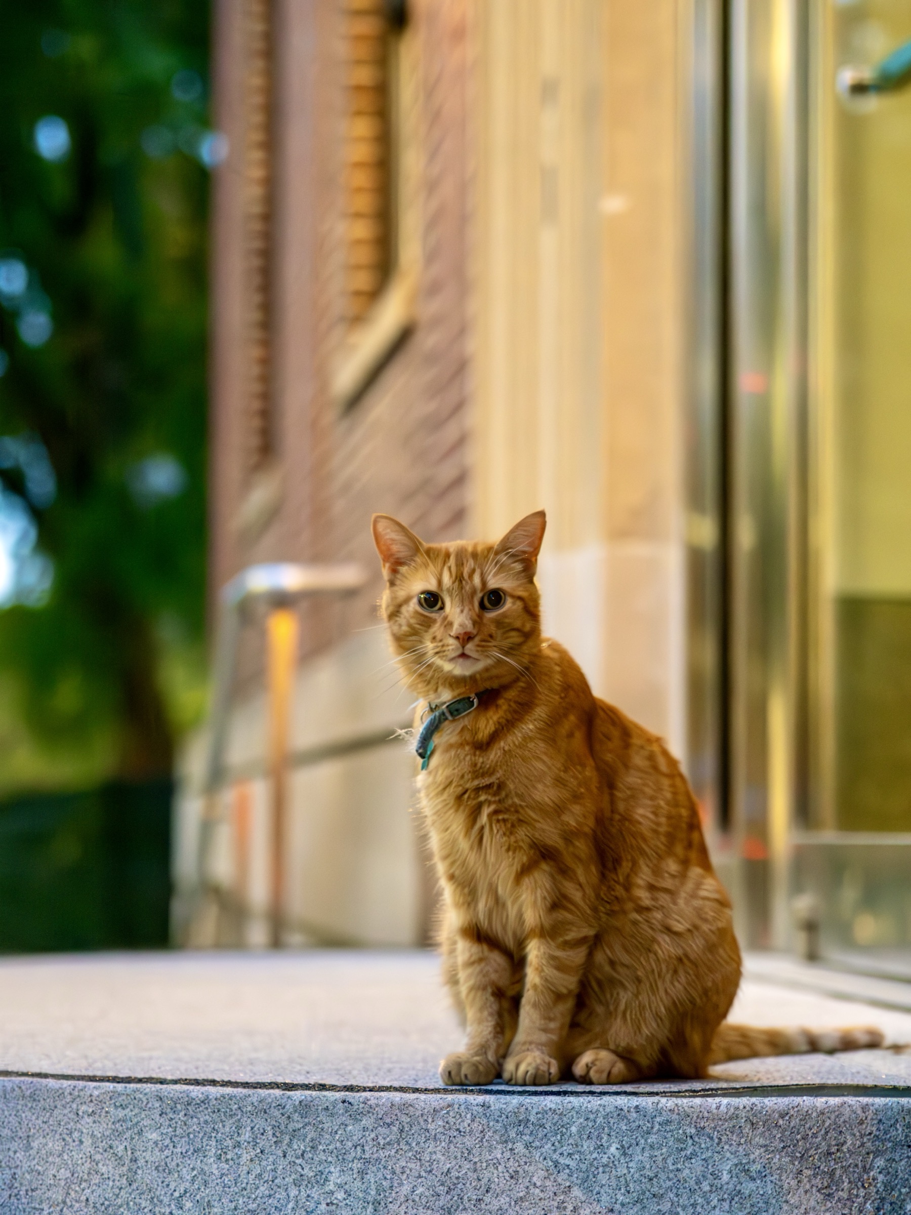 Remy, the Harvard cat, sitting on stone steps